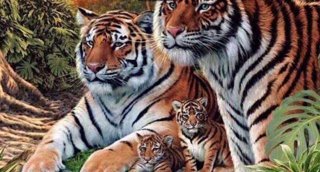 这张图片看起来很唯美,老虎一家在丛林中眺望黄昏的风景.