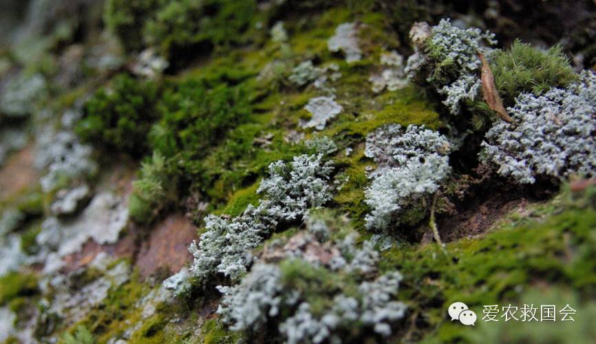 苔藓植物,地衣,蕨类植物的区别是什么,如何区分它们?