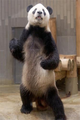 日本动物园上演真实版功夫熊猫