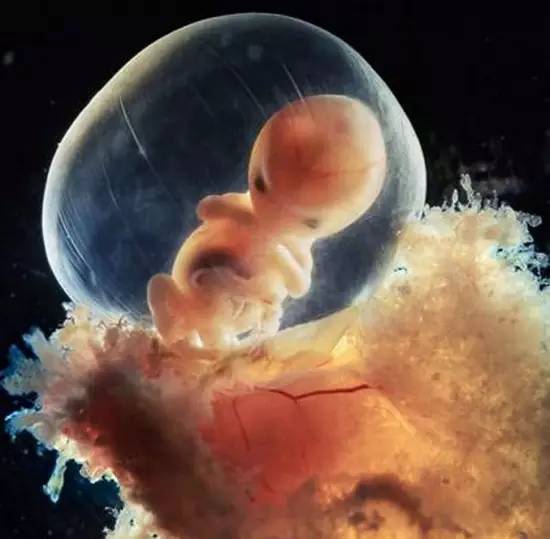 40天,外层胚胎细胞与松散的子宫表层融合,形成胎盘