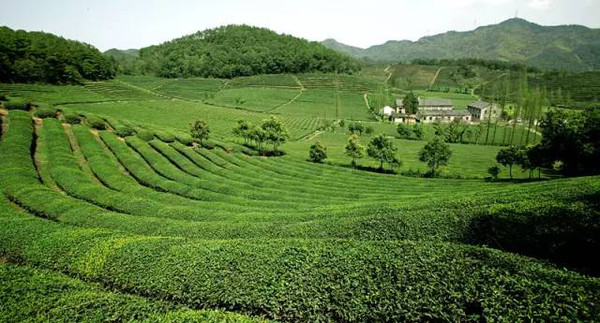 进化镇欢潭村大岩山茶园