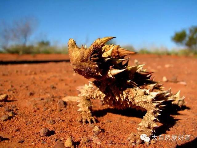 沙漠小魔王--澳洲魔蜥!
