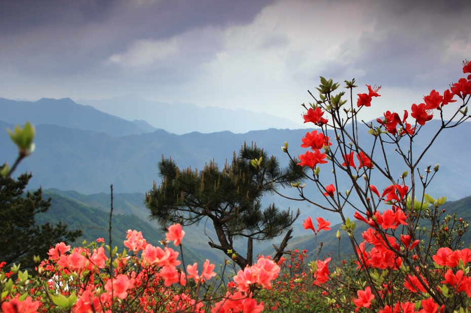 丽水:我爱漫山遍野的红杜鹃【赏花,我爱韶山红杜鹃原文,古道杜鹃红