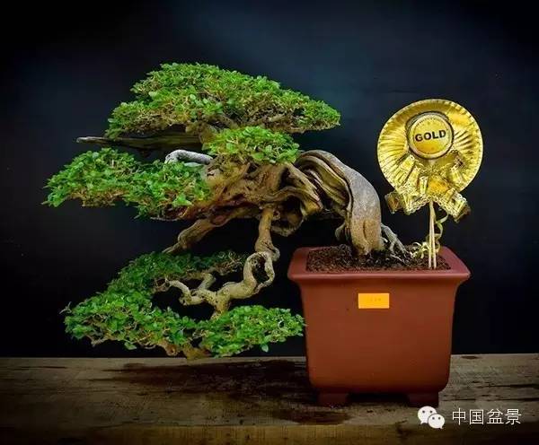 马来西亚盆景展获奖作品欣赏