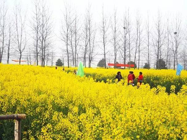 特色:大余湾油菜花海周边有以明清古民居建筑群著名的大余湾风景区