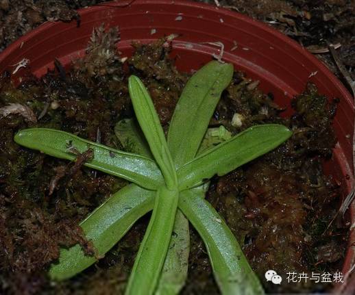 迷死人的捕虫堇还怕家里虫子多么