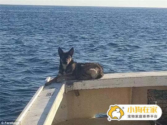 狗狗在太平洋漂流35天后被救,重回主人身边
