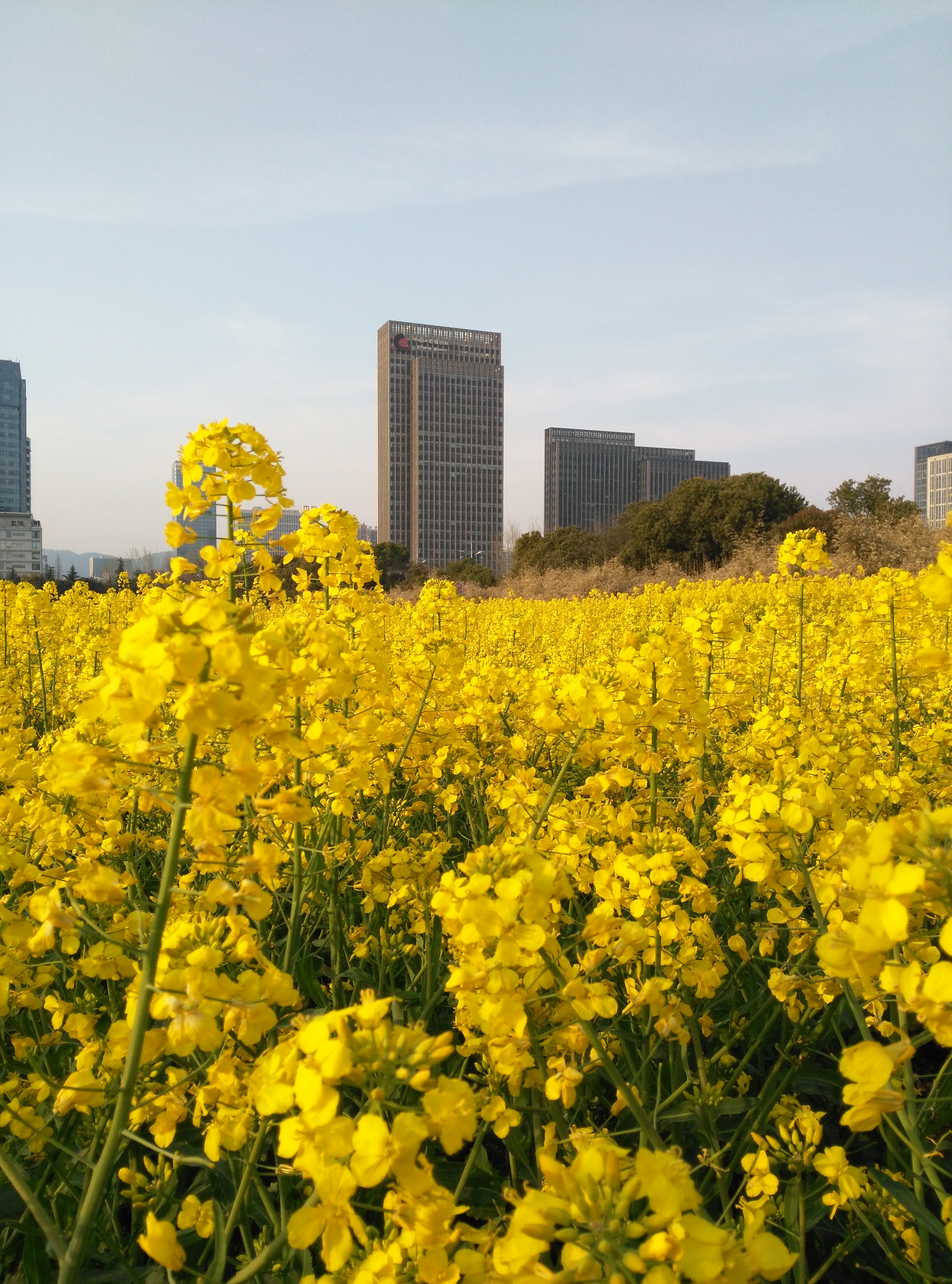 魅力无锡·油菜花