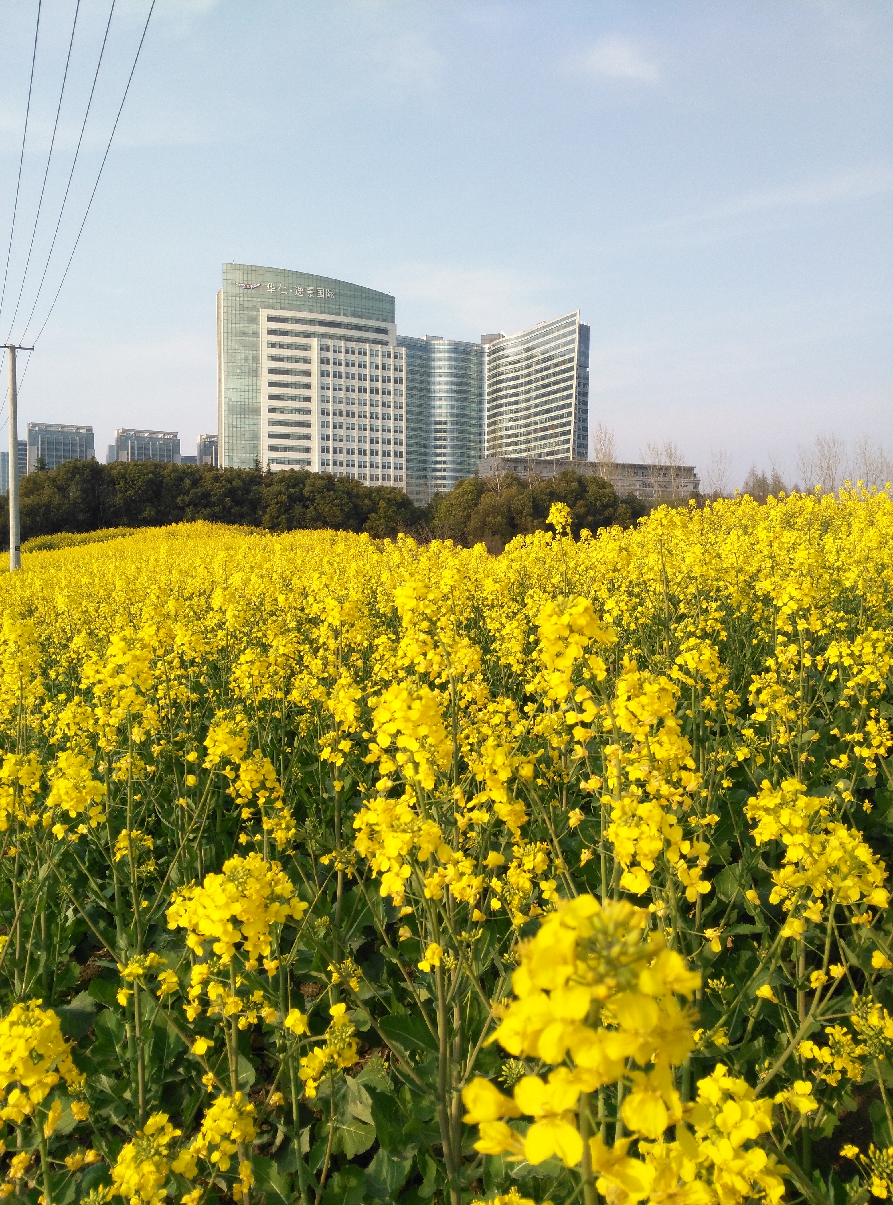 魅力无锡·油菜花