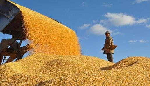 头条:2016年玉米调减1000万亩!农民该种些啥
