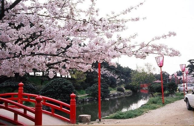 斐伊川堤防桜并木 岛根県云南市木次町木次 36.