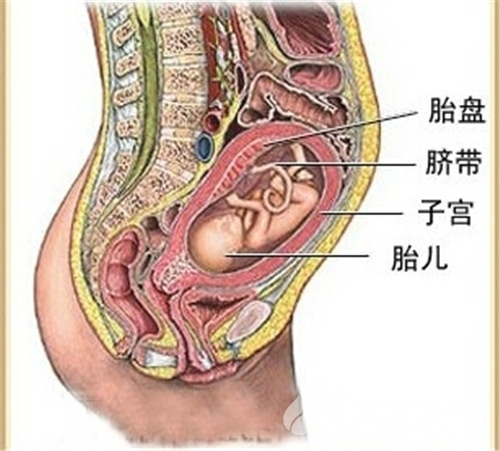 胎盘后壁生男生女靠谱吗 胎盘前置和胎盘后壁是什么意思?