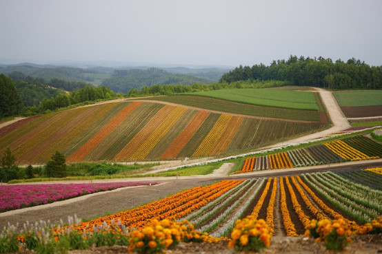 夏季带你去北海道看花(富良野-美瑛赏花攻略)