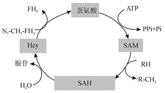 同型半胱氨酸是人体摄入蛋白质中的蛋氨酸转化而成的,是蛋氨酸代谢为