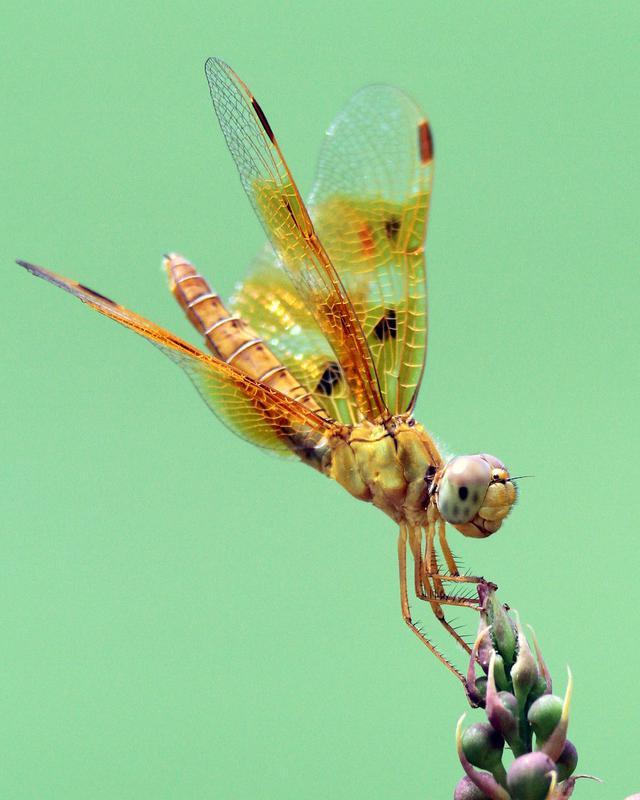 翅膀剔透如琥珀这种蜻蜓你见过吗