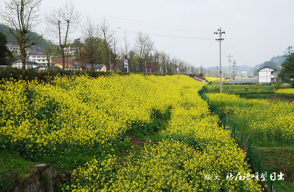 2016南川大观"田园花海趣味马拉松比赛",全程十公里,历时两小时,我