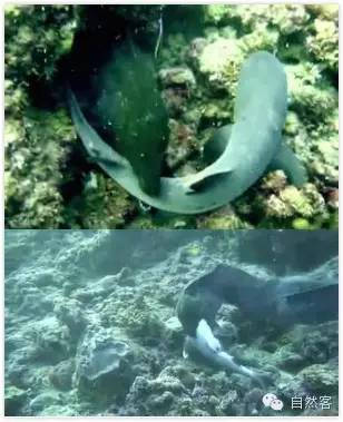 能一口吞下鲨鱼头的鱼—海鳗