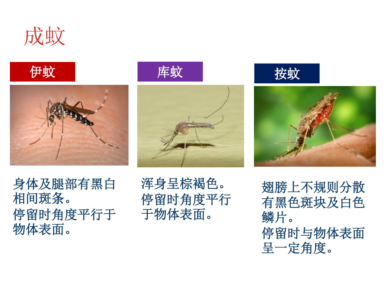 虫害防制人员教您认识蚊子的习性与分类