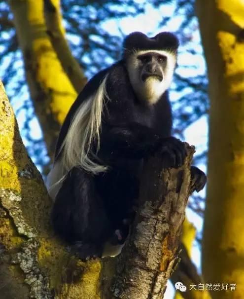 号称是非洲最美的猴子—黑白疣猴