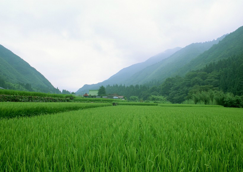 走在乡间田野上,三月春风入画廊