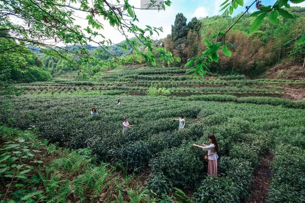 都说陕西茶叶看紫阳,紫阳茶叶看焕古就是这个说法.