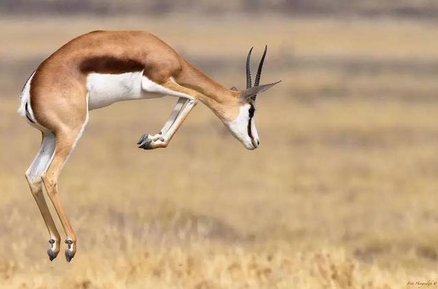 从17只到3000只南非白纹牛羚再现生机