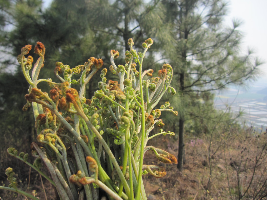 清明假期！野菜来袭！你必须知道的养生野菜！