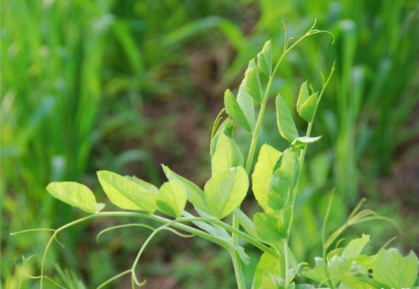 吐血整理野菜"七头一脑"最全攻略,南京人不看就亏大了!