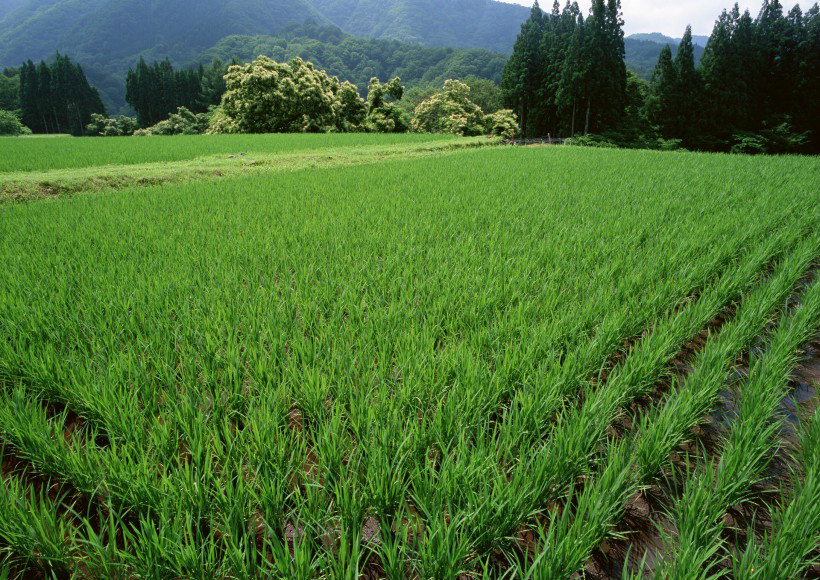 走在乡间田野上,三月春风入画廊