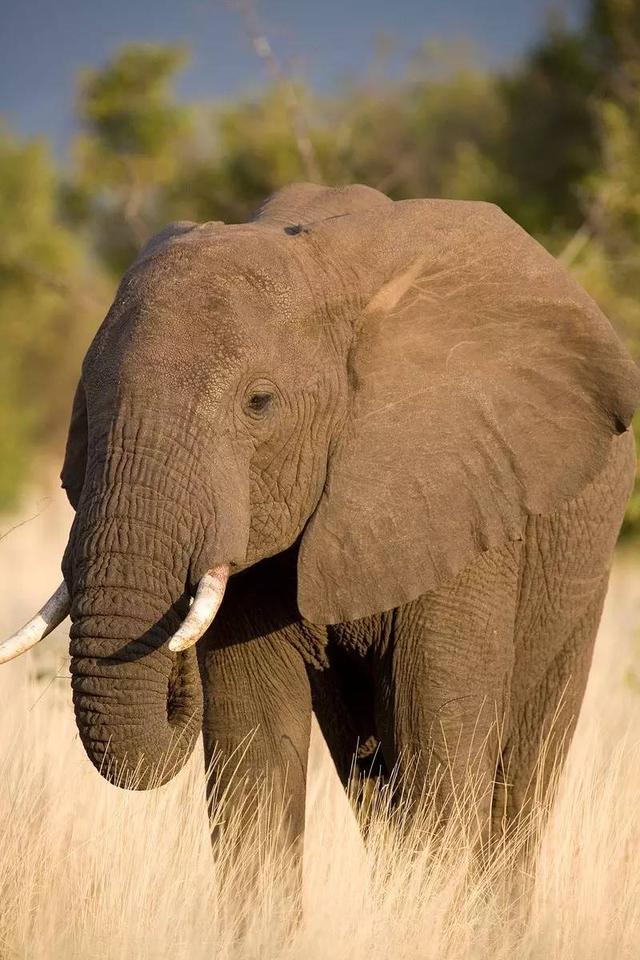 大象是不会跳跃的哺乳动物,大象脚上的骨头和其他哺乳动物一样多,但