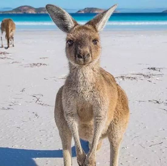 埃斯佩兰斯的幸运湾(lucky bay 最有名的就是这里可爱的袋鼠了!