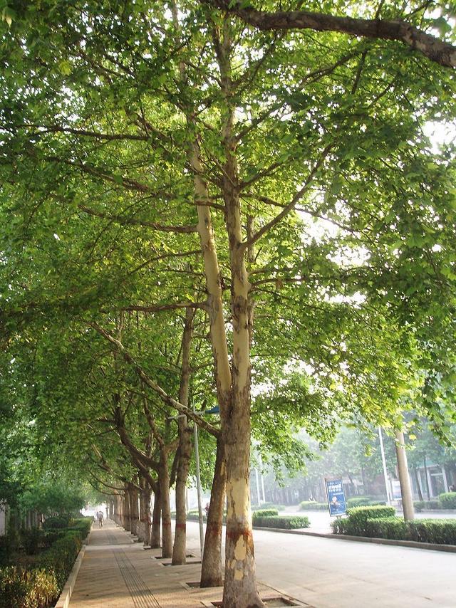 由上海法租界首先引入该树种作为行道树,在中国被俗称为法国梧桐.