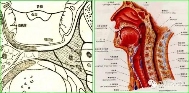 放射沙龙-咽部局部解剖学