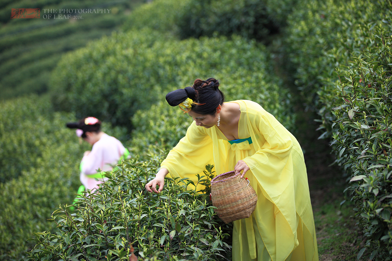 茶圣穿越江苏天目湖唐朝美女采茶忙