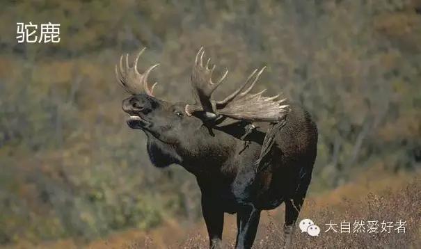 麋鹿驼鹿傻傻分不清楚