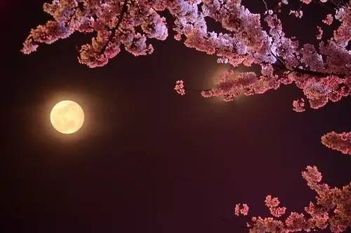 美爆!河南鹤壁月光下的漫天樱花美如画卷,河南