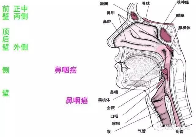 鼻腔后方 软腭后上方 上自颅底 下至软腭下缘 顶后壁呈穹隆