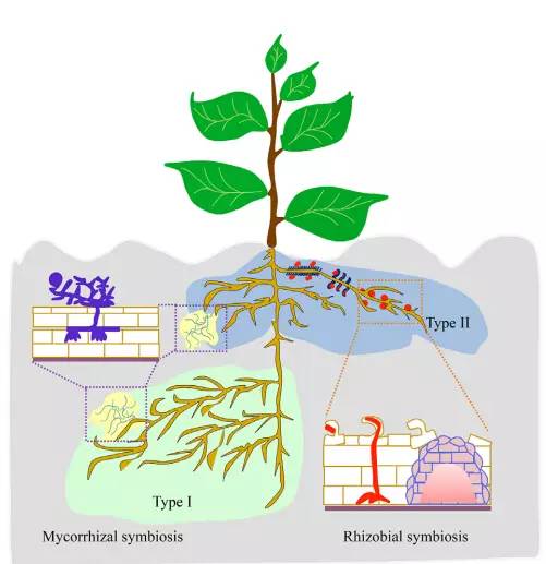这些共生微生物可以以两种形式来影响根系结构.