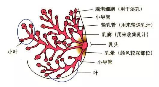 筛查乳腺癌,哪种手段最精准?