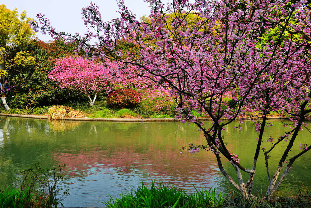 西湖春色,桃红柳绿又一春
