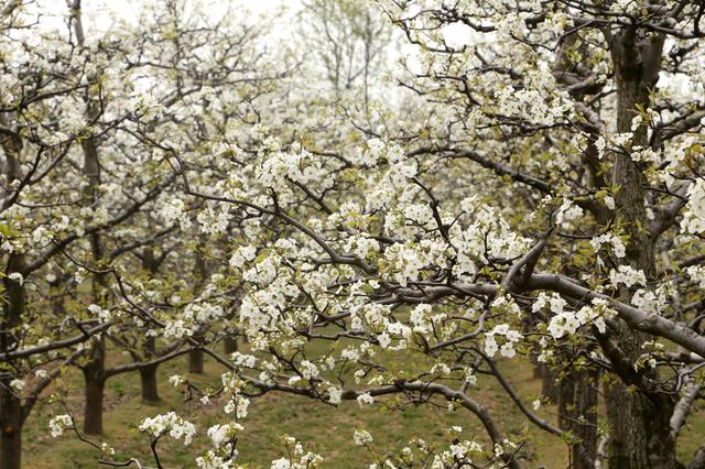 宁陵第十三届梨花节隆重开幕