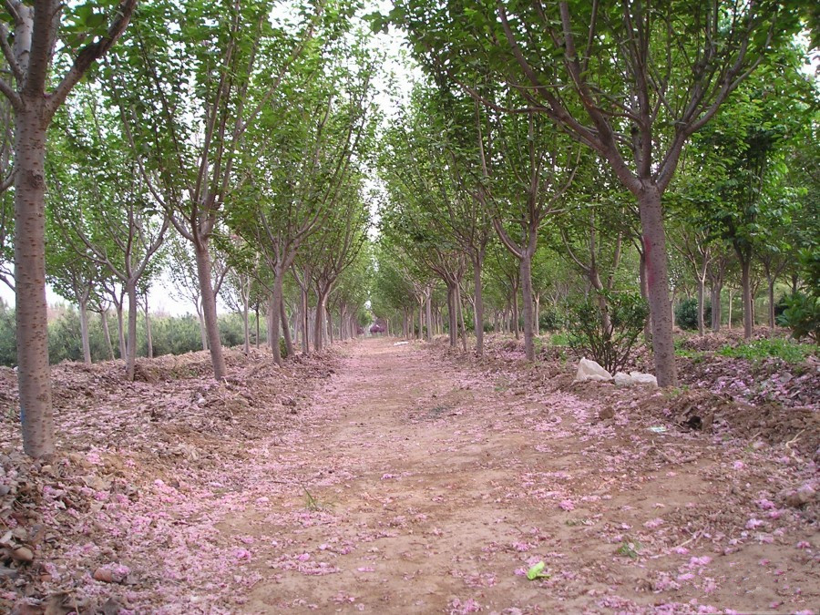 乐高樱花树底部怎么搭_樱花树怎么画