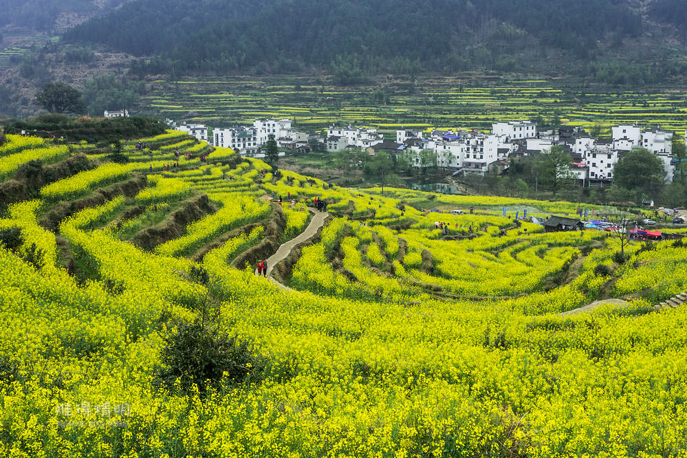 江西婺源,江岭梯田油菜花风光