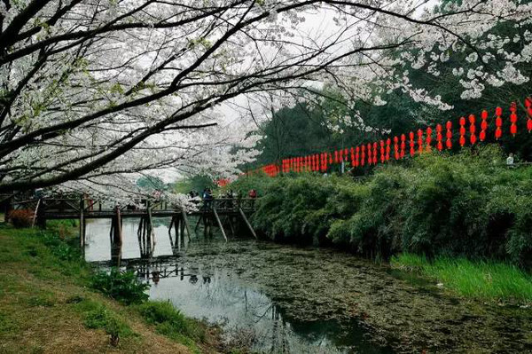 绍兴宛委山樱花林