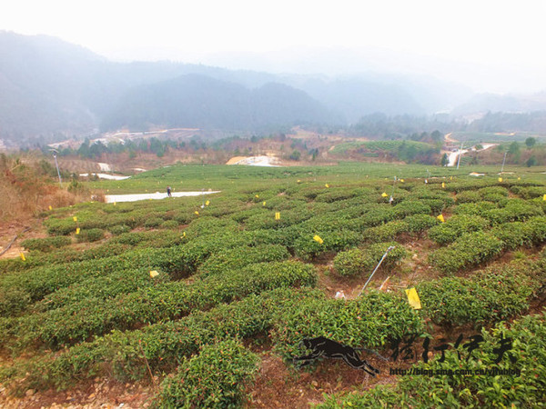 为了保证毛尖的品质与安全,茶农不撒农药,一望无际的茶园布满可以粘连