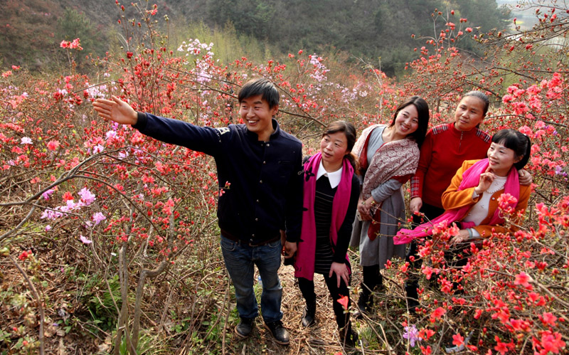 旅游 正文  3月27日,安徽歙县桂林镇竦口村紫金山上映山红盛开,农民郑