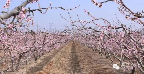 春山花海之"青山有约·人未老"中国·新沂第二届桃花节