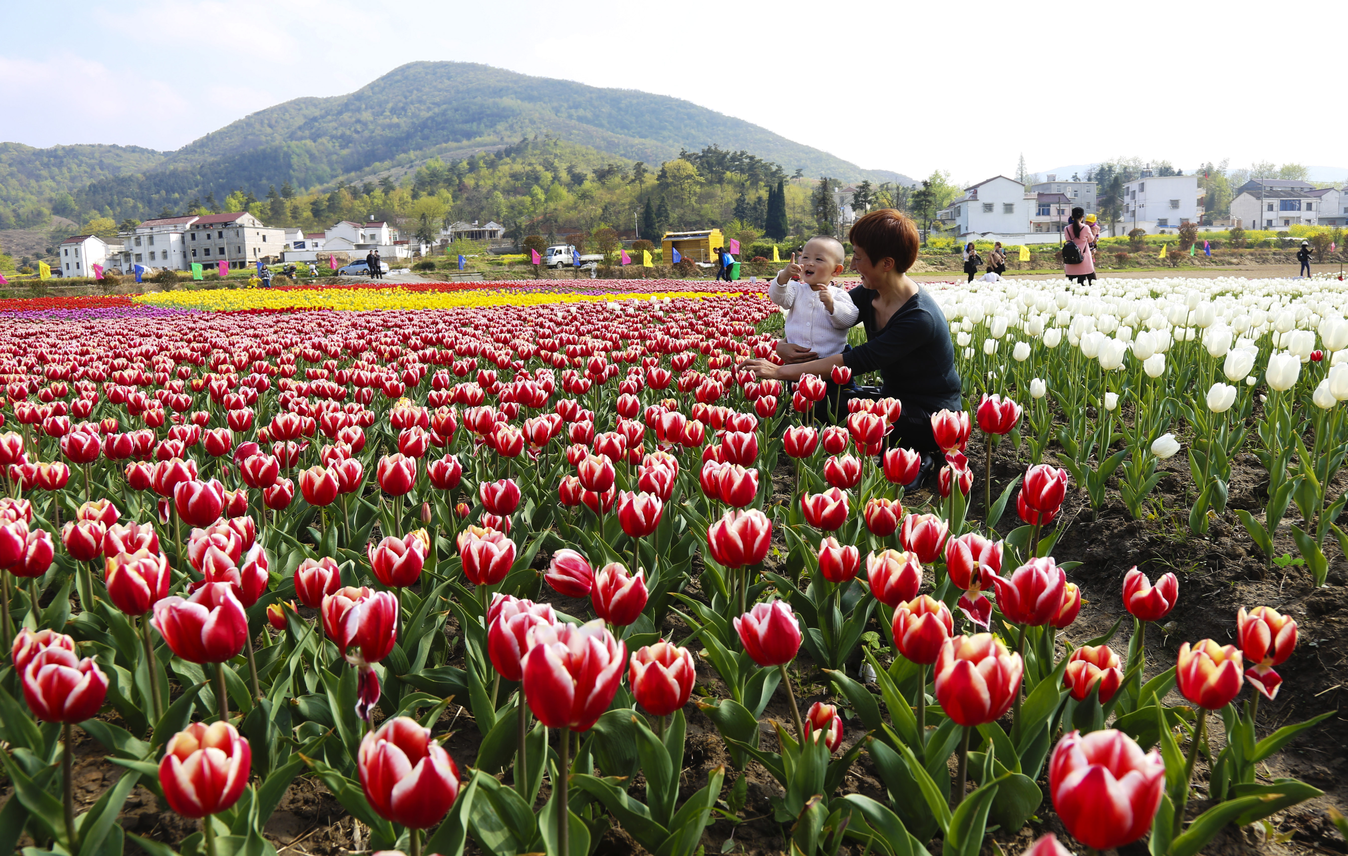 安庆五横乡郁金香花开遍野惹人醉