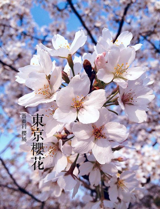 【踏青】春天赏花图示:随时告诉小朋友这叫什么花