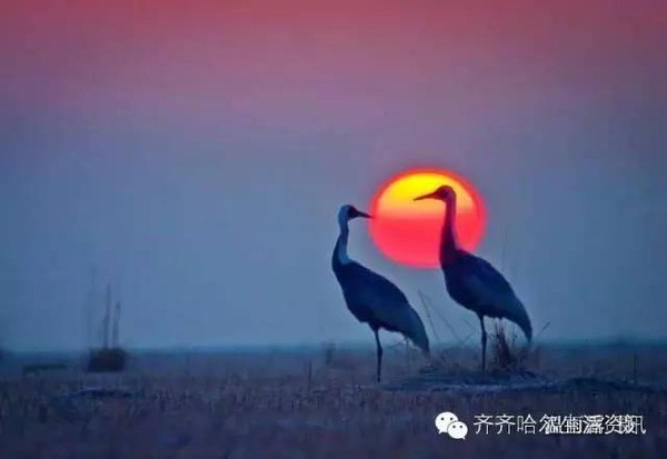 鹤舞九天到扎龙看鹤吧